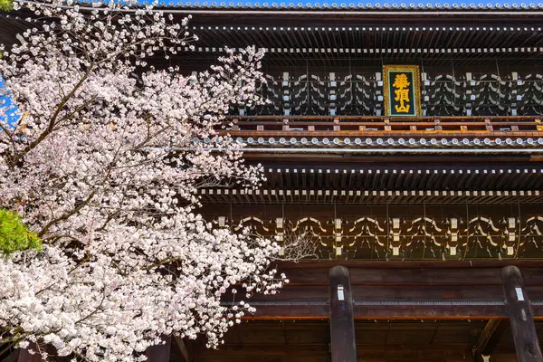 stock image Beautiful full bloom Cherry Blossom - Sakura in scenic spring time at Chion-in temple in Kyoto, Japan