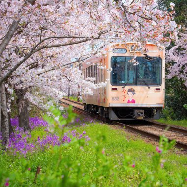 Kyoto 'daki Ryoanji Tapınağı, Japonya' nın en ünlü kaya bahçesi ve bahar zamanı güzel kiraz çiçeklerine ev sahipliği yapar.