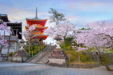 Kiyomizu-dera templein Kyoto, Japan with beauiful full bloom sakura cherry blossom in spring