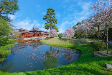 Japonya 'nın Kyoto kentindeki Phoenix Byodo-in Tapınağı' nda bahar aylarında kiraz çiçekleri açar.