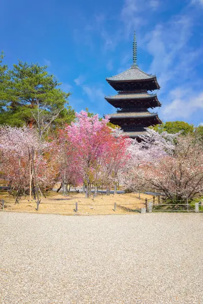 Ninnaji, Kyoto 'nun en büyük tapınaklarından biridir. Dünya Mirası Listesi Omuro Kirazları ile ünlüdür. Geç açan kiraz ağaçları..