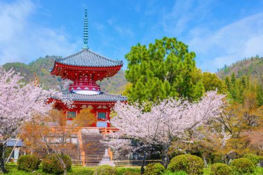 Daikakuji Temple in Kyoto, Japan with Beautiful full bloom cherry blossom garden in spring