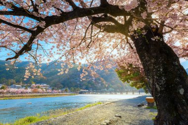 Beautiful full bloom cherry blossom with scenic Togetsukyo bridge that crosses the Katsura River in Kyoto, Japan 