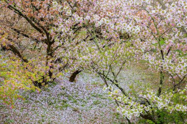 Full Bloom Cherry Blossom at Ninnaji  Temple in Kyoto, Japan 