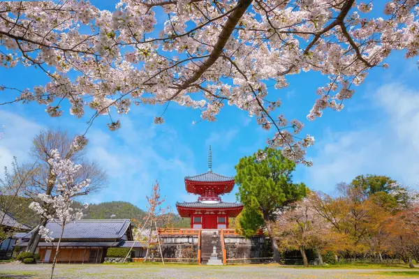 Daikakuji Temple in Kyoto, Japan with Beautiful full bloom cherry blossom garden in spring