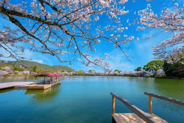 Daikakuji Temple Kyoto Japan Beautiful Full Bloom Cherry Blossom Garden Rechtenvrije Stockfoto's