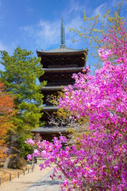 Ninnaji, Kyoto 'nun en büyük tapınaklarından biridir. Dünya Mirası Listesi Omuro Kirazları ile ünlüdür. Geç açan kiraz ağaçları..