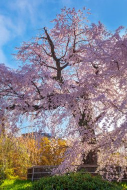 Japonya 'nın Kyoto kentindeki Maruyama Park' ında ilkbaharda ağlayan güzel Sakura.