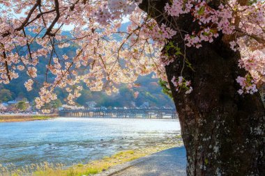 Beautiful full bloom cherry blossom with scenic Togetsukyo bridge that crosses the Katsura River in Kyoto, Japan 