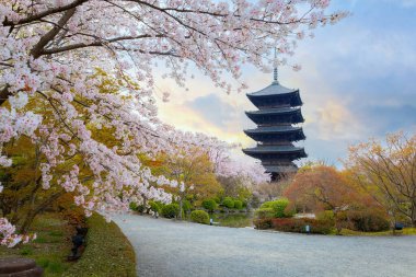 The Phoenix Hall of Byodo-in Temple in Kyoto, Japan with full bloom cherry blossom