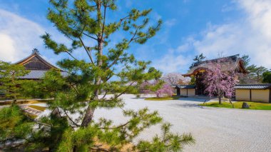 Daikakuji Temple in Kyoto, Japan with Beautiful full bloom cherry blossom garden in spring