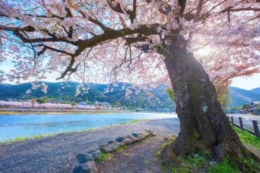 Beautiful full bloom cherry blossom with scenic Togetsukyo bridge that crosses the Katsura River in Kyoto, Japan 