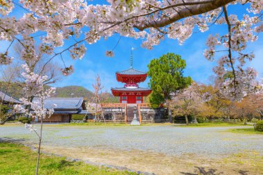 Daikakuji Temple in Kyoto, Japan with Beautiful full bloom cherry blossom garden in spring