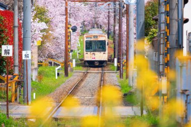 Kyoto, Japonya - 31 Mart 2023: Keifuku Tramvayı Keifuku Electric Railroad tarafından işletilmektedir. İki tramvay hattından oluşuyor ve Kyoto şehrinin batısındaki en iyi kiraz çiçeklerinden biri.
