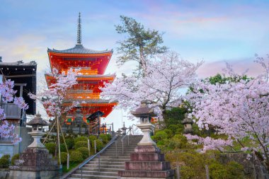 Kiyomizu-dera templein Kyoto, Japan with beauiful full bloom sakura cherry blossom in spring