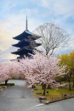 Kyoto, Japonya 'daki Toji Tapınağı güzel kiraz çiçekleri mevsiminde