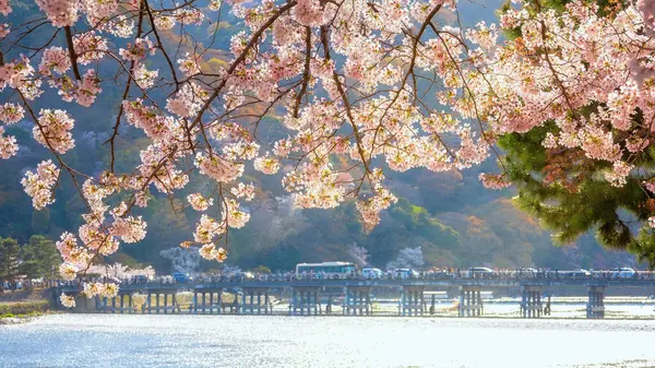 Beautiful Full Bloom Cherry Blossom Scenic Togetsukyo Bridge Crosses Katsura — Φωτογραφία Αρχείου