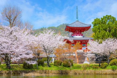 Daikakuji Temple in Kyoto, Japan with Beautiful full bloom cherry blossom garden in spring