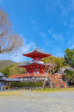 Daikakuji Temple in Kyoto, Japan with Beautiful full bloom cherry blossom garden in spring