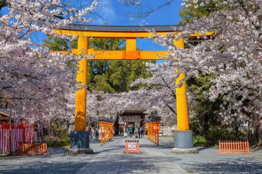 Hirano-jinja, İmparator Kazan döneminde 985 yılından bu yana her yıl bir kiraz çiçeği festivaline ev sahipliği yapmaktadır ve festival Kyoto 'da düzenli olarak düzenlenen en eski festival olmuştur.