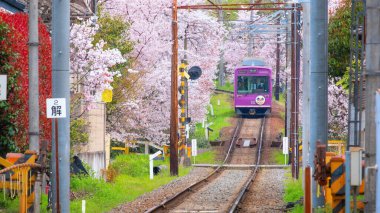 Kyoto, Japonya - 31 Mart 2023: Keifuku Tramvayı Keifuku Electric Railroad tarafından işletilmektedir. İki tramvay hattından oluşuyor ve Kyoto şehrinin batısındaki en iyi kiraz çiçeklerinden biri.