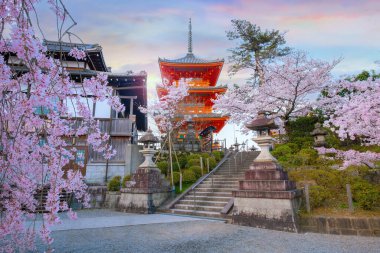Japonya 'nın Kyoto kentindeki Kiyomizu-dera tapınağında bahar aylarında kiraz çiçekleri açar.