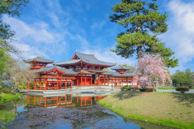 Japonya 'nın Kyoto kentindeki Phoenix Byodo-in Tapınağı' nda bahar aylarında kiraz çiçekleri açar.