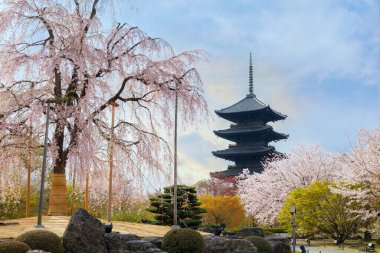 Kyoto, Japonya 'daki Toji Tapınağı güzel kiraz çiçekleri mevsiminde