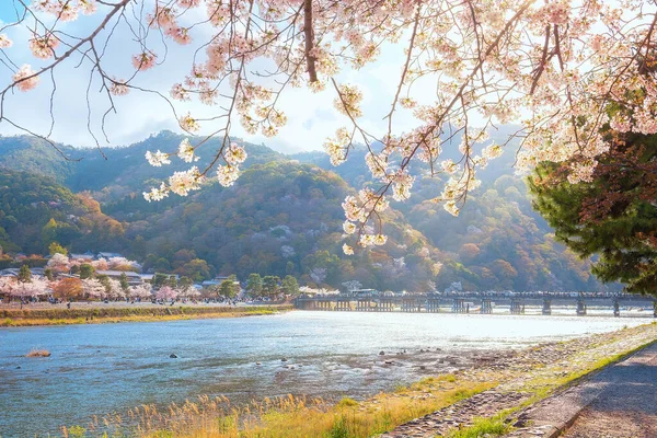Beautiful Full Bloom Cherry Blossom Scenic Togetsukyo Bridge Crosses Katsura — Φωτογραφία Αρχείου