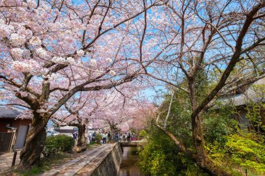 Filozof Yolu, Kyoto 'nun Higashiyama ilçesinin kuzey kesiminde taş bir patikadır. Yol, yüzlerce kiraz ağacının oluşturduğu bir kanalı takip ediyor.