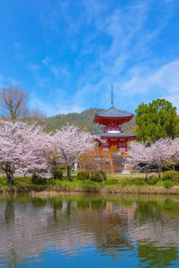 Japonya, Kyoto 'daki Daikakuji Tapınağı. Çiçek açan güzel kiraz bahçesiyle.