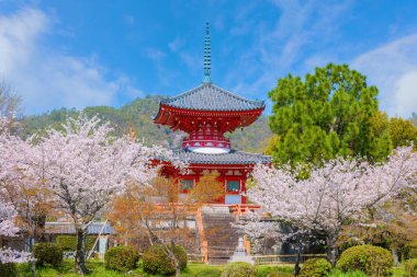 Japonya, Kyoto 'daki Daikakuji Tapınağı. Çiçek açan güzel kiraz bahçesiyle.