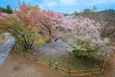 Kyoto Japonya 'daki Ninnaji Tapınağı' nda çiçek açan kiraz çiçeği. 