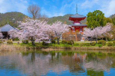 Daikakuji Temple in Kyoto, Japan with Beautiful full bloom cherry blossom garden in spring 