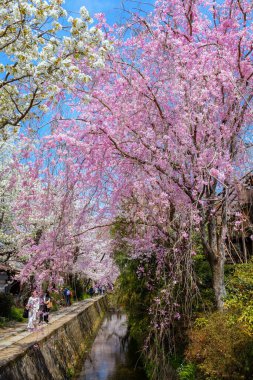 Kyoto, Japonya - 30 Mart 2023: Filozof Yolu, Kyoto 'nun Higashiyama ilçesinin kuzey kesiminde taş bir patikadır. Yol, yüzlerce kiraz ağacının oluşturduğu bir kanalı takip ediyor.