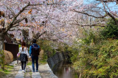 Kyoto, Japonya - 30 Mart 2023: Filozof Yolu, Kyoto 'nun Higashiyama ilçesinin kuzey kesiminde taş bir patikadır. Yol, yüzlerce kiraz ağacının oluşturduğu bir kanalı takip ediyor.