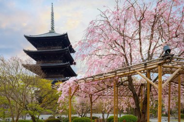 Japonya, Kyoto 'daki Toji Tapınağı' nda güzel kiraz çiçekleri.
