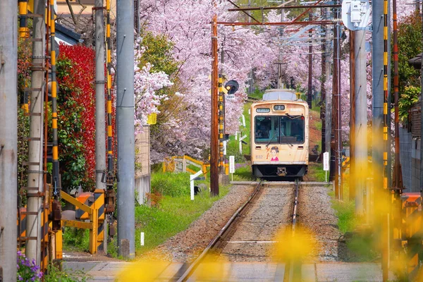 Kyoto, Japonya - 31 Mart 2023: Keifuku Tramvayı Keifuku Electric Railroad tarafından işletilmektedir. İki tramvay hattından oluşuyor ve Kyoto şehrinin batısındaki en iyi kiraz çiçeklerinden biri.