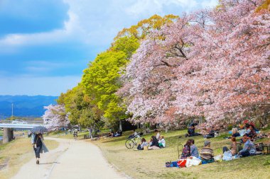 Kyoto, Japonya - 2 Nisan 2023: Kamogawa Nehri, Kyoto 'nun ilkbahar döneminde en iyi kiraz çiçeklerinden biridir.