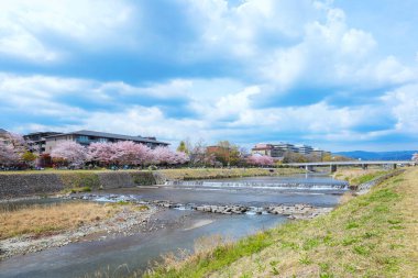 Kamogawa nehri baharda Kyoto şehrinin en iyi kiraz çiçeklerinden biridir.