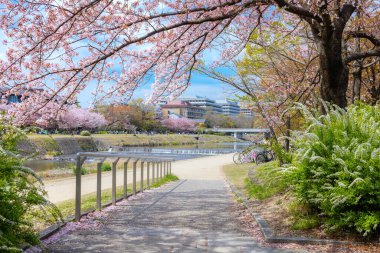 Kamogawa nehri baharda Kyoto şehrinin en iyi kiraz çiçeklerinden biridir.