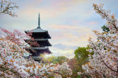 Kyoto, Japonya 'daki Ninna-ji Tapınağı güzel kiraz çiçekleri mevsiminde