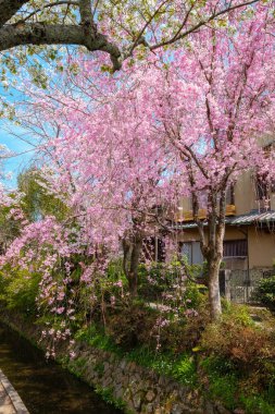 Japonya 'nın Kyoto şehrinde Filozof Yolu' nda güzel bir kiraz çiçeği açar.