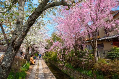Kyoto, Japonya - 30 Mart 2023: Filozof Yolu, Kyoto 'nun Higashiyama ilçesinin kuzey kesiminde taş bir patikadır. Yol, yüzlerce kiraz ağacının oluşturduğu bir kanalı takip ediyor.