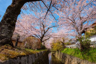 Japonya 'nın Kyoto şehrinde Filozof Yolu' nda güzel bir kiraz çiçeği açar.