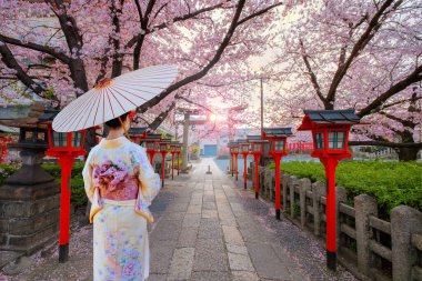 Young Japanese woman in a  traditional Kimono dress strolls by Rokusonno shrine during full bloom sakura cherry blossom period in Kyoto, Japan