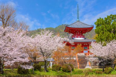 Daikakuji Temple in Kyoto, Japan with Beautiful full bloom cherry blossom garden in spring 