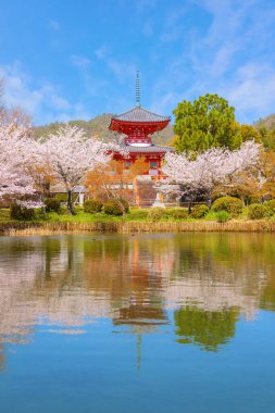 Daikakuji Temple in Kyoto, Japan with Beautiful full bloom cherry blossom garden in spring 