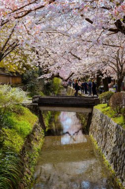 Kyoto, Japonya - 30 Mart 2023: Filozof Yolu, Kyoto 'nun Higashiyama ilçesinin kuzey kesiminde taş bir patikadır. Yol, yüzlerce kiraz ağacının oluşturduğu bir kanalı takip ediyor.