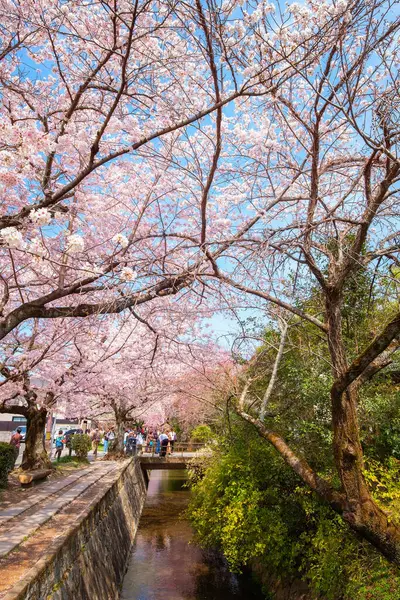 Kyoto, Japonya - 30 Mart 2023: Filozof Yolu, Kyoto 'nun Higashiyama ilçesinin kuzey kesiminde taş bir patikadır. Yol, yüzlerce kiraz ağacının oluşturduğu bir kanalı takip ediyor.